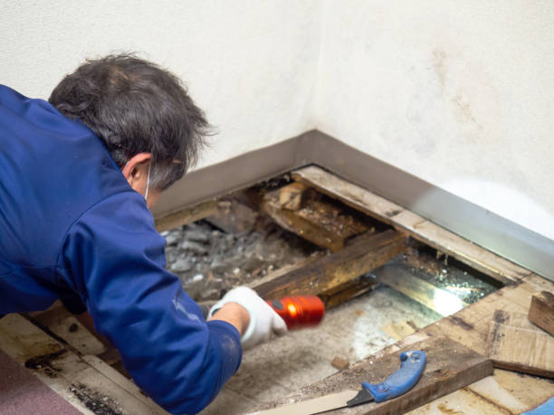 Best Office Mold Removal Services  in Blanding, UT