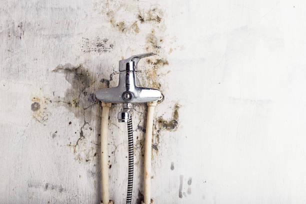 Best Local Mold Removal Service  in Blanding, UT