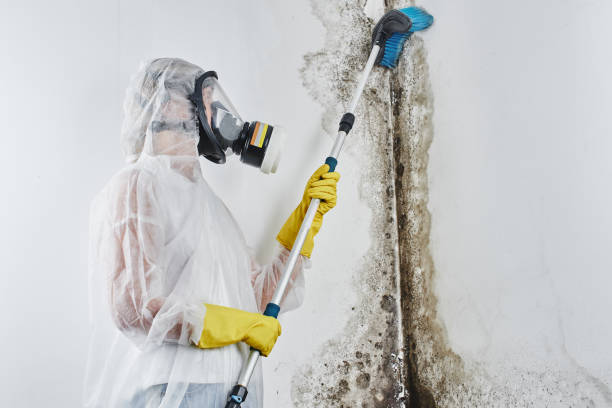Best Mold Damage Repair  in Blanding, UT