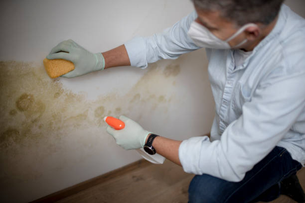 Best Crawl Space Mold Removal  in Blanding, UT
