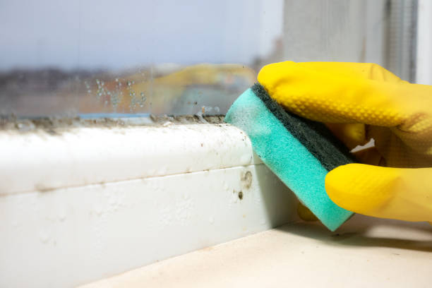 Best Fast Mold Removal  in Blanding, UT