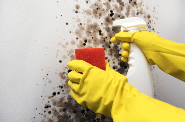Best Crawl Space Mold Removal  in Blanding, UT