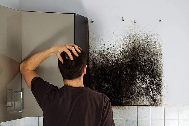 Best Residential Mold Removal  in Blanding, UT