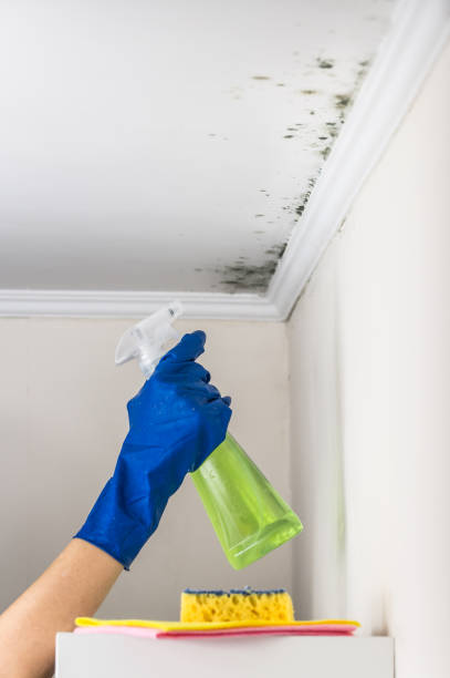 Best Mold Cleaning Services  in Blanding, UT
