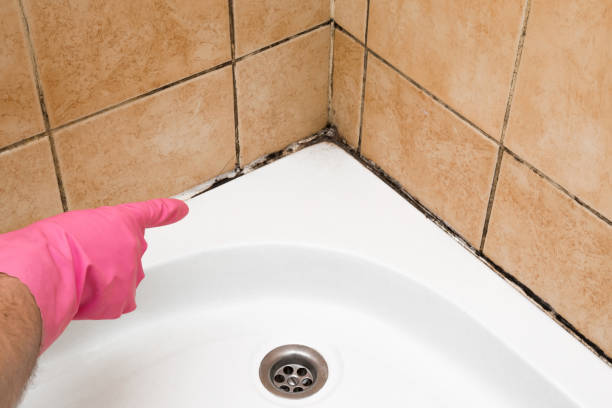 Best Black Mold Removal  in Blanding, UT