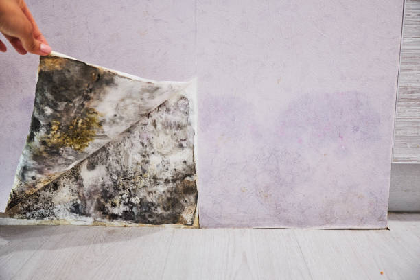Best Commercial Mold Removal  in Blanding, UT
